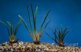 Image result for Isoetes