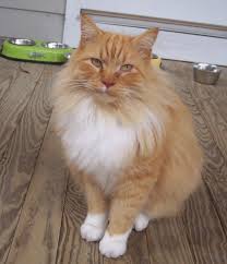 It has a thick coat large eyes and. How To Recognize Cat Allergies And Choose The Best Hypoallergenic Cats Pethelpful