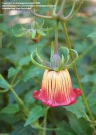 Image result for Canarina