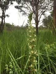 Image result for Habenaria kabompoensis