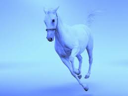 We did not find results for: Beauty Animal Horse White Beautiful Cute Wallpapers Hd Desktop And Mobile Backgrounds