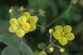 Image result for Sphedamnocarpus pruriens