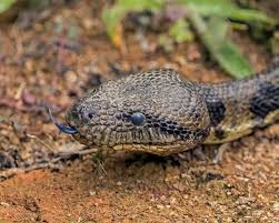 Image result for Salacia madagascariensis