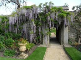 Glyzinie Eine Schone Blume Um Gartenabdeckungen Zu Schmucken Blume Gartenabdeckungen Glyzinie Schmucken Schone Glyzinie Garten Schone Naturbilder