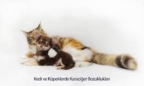 Kedi Ve Kopeklerde Karaciger Bozukluklari Pet Ihtiyac Blog