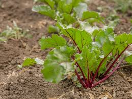 As autumn approaches, the spots become dusty and small, black dots appear on its surface, which represents the fungus' fruition. Beet Growing Problems Tips For Beet Seedlings Falling Over