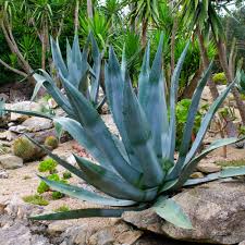 Image result for Agave