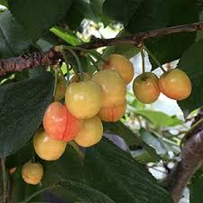 Check spelling or type a new query. Cherry Trees Varieties For Sale In Australia
