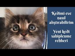 Yavru Kedinizin Eve Alisma Sureci Ve Alinacak Onlemler Veteriner Hekim Mehmet Koc Youtube