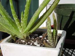 Dans un petit récipient, mélangez du gel d'aloe pour soigner votre asthme, faites une inhalation à base de feuilles d'aloe vera. Decouvrez Nos Conseils Et Apprenez Comment Cultiver Aloe Vera Chez Vous