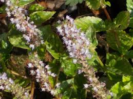 Image result for Platostoma