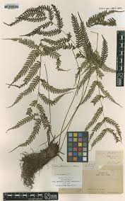 Image result for Pteris kivuensis