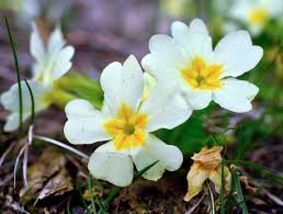 Image result for Primulaceae