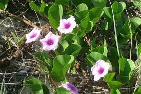 Image result for Ipomoea crassipes