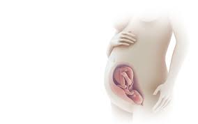 Idéal pour retrouver la ligne après la grossesse grâce à l'alliance du polyamide et de l'élasthanne, la gamme complète sculptissime est votre allié pour sculpter, gainer et maintenir ! Le Developpement Du Foetus En Images Naitre Et Grandir