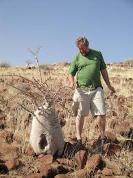 The leaves are about a hundred millimetres long … Camping At The End Of The World Gemsbok Gazette An Alaskan In Namibia