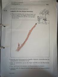Der nachwuchs eines geleges verbringt den ersten winter gemeinsam in der bruthöhle. Ich Muss Mein Baumtagebuch Machen Komme Aber Nicht Mehr Weiter Kann Mir Jemand Helfen Schule Biologie Pflanzen