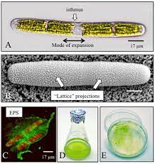 The genome is a circle of 11 genes, 5386 base pairs in length. Plants Free Full Text Penium Margaritaceum A Unicellular Model Organism For Studying Plant Cell Wall Architecture And Dynamics