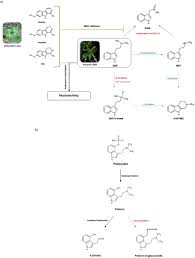 How to prepare this gift from mother nature and extract the mescaline? Overview Of The Major Classes Of New Psychoactive Substances Psychoactive Effects Analytical Determination And Conformational Analysis Of Selected Illegal Drugs
