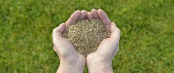 When To Plant Tall Fescue Grass Seed