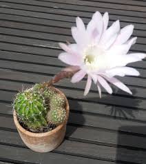 Cactus plantas están adaptadas a la sequía y las temperaturas extremas. Flor De Cactus Cuanto Dura Blog De Almabrava Artesania