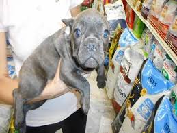 Il barboncino era anticamente usato come cane da caccia ed è divenuto in seguito una delle razze aspetto generale e caratteristiche fisiche del barboncino. La Casa Del Cucciolo Bergamo Srls Bergamo Commercializziamo Ed Alleviamo Cuccioli Subito Impresa