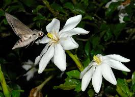 Image result for Oxyanthus pyriformis