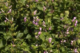 Image result for Hypoestes aristata