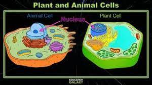 We did not find results for: 5th Grade Ga Science Plant And Animal Cells Topic Overview Youtube