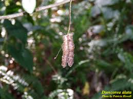 Image result for Dioscorea asteriscus