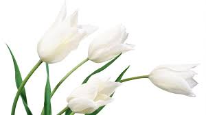 Download these free 52 clean white wallpapers for desktop & laptops. Download 52 Clean White Wallpapers For Desktop Laptops