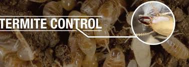 We develop programs for the specific needs of your pet and your own particular environmental situation. Cox Pest Control Management 1432 Ne Wayne St Arcadia Fl Pest Control Mapquest