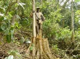 Image result for Erythrococca ulugurensis