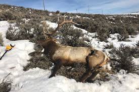 The elk is the biggest animal in the unreal world. Reward Offered 6 Bull Elk Poached In Park City Area