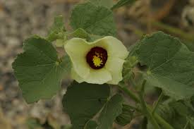 Image result for Pavonia senegalensis