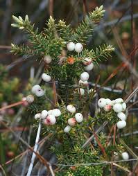 Image result for Pouchetia baumanniana