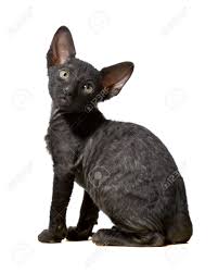 Selkirk rex kittens are $950 pet price. Black Cornish Rex Kitten Sitting In Profile Isolated On White Stock Photo Picture And Royalty Free Image Image 5578854