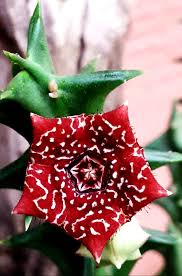 Image result for Orbea carnosa