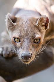 Fossa By Johannes Wapelhorst 500px Weird Animals Animals Unusual Animals