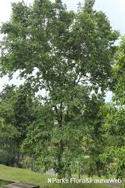 Image result for Maranthes