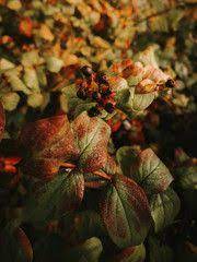 Deadly Nightshade Toxic Black Berries On Red And Orange Flower Heads With Five Petals On Blurred Background Of G Orange Flowers Green Leaves Blurred Background