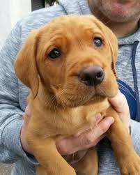 Pin By Laura Davis On Fox Red Labradors Labrador Puppy Labrador Retriever Labrador Puppy Training