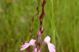 Image result for Striga junodii