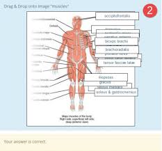 These muscle names are derived from latin. Drag And Drop Onto Image Question Type Moodledocs