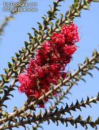 Image result for Melaleuca sp. A (Biegel 5741)