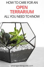 Open Terrarium Care Perfect Plants And Problems Solved Smart Garden Guide In 2020 Open Terrariums Perfect Plants Terrarium
