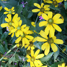 Image result for Rudbeckia laciniata