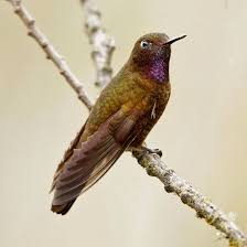 Brown Bird With White Stripe On Head Violet Throated Metaltail Metallura Baroni Male Bird Species Species Birds Online