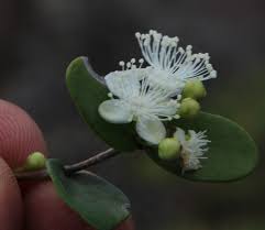 Image result for Eugenia capensis