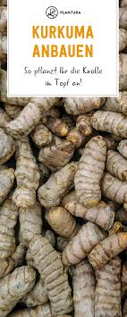 Kurkuma Im Topf Anbauen 5 Tipps Fur Die Erfolgreiche Ernte Plantura Kurkuma Ernte Bepflanzung